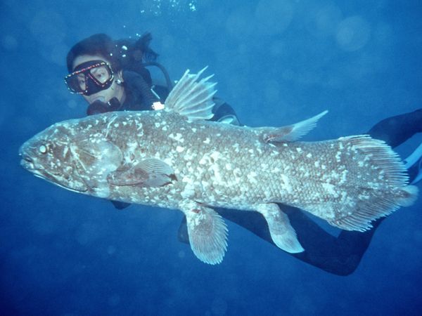 fish - coelacanth