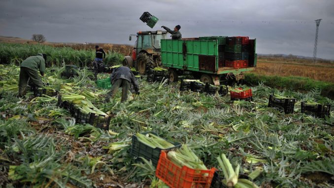 Germany announce that they are banning GM seeds