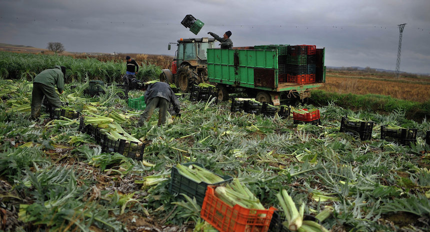 Germany announce that they are banning GM seeds