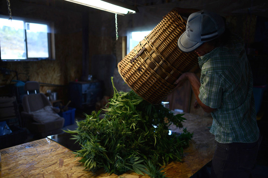 $10,000 worth of marijuana has fallen out of the sky landing near a family's home in the U.S.