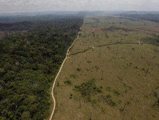 Monsanto announce plans to team up with WWF and turn the Amazon rainforest into a GMO plantation