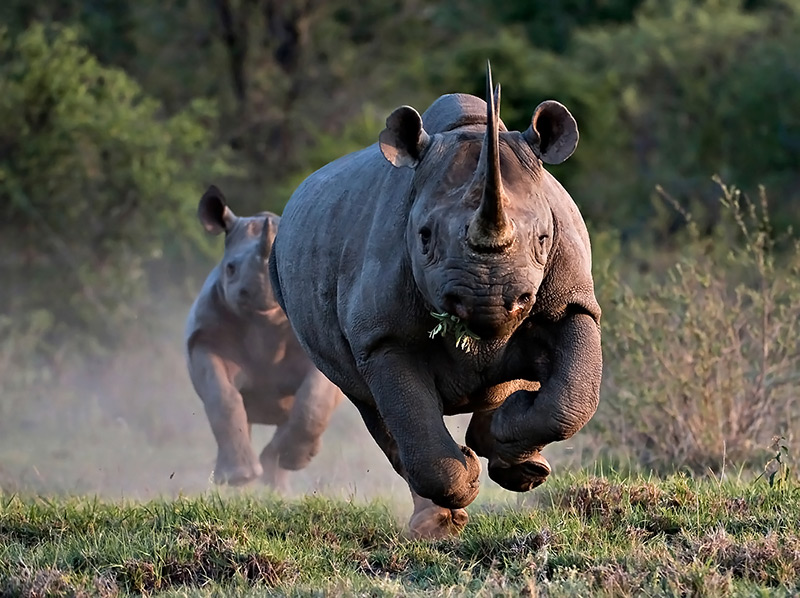 rhino