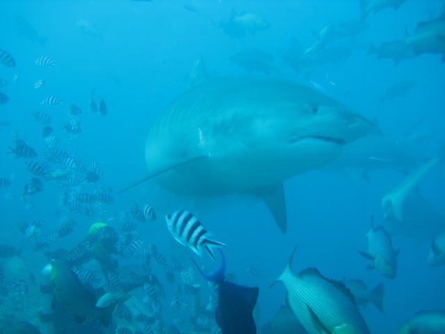Man shares his own brutal shark attack on Instagram moments after it happened