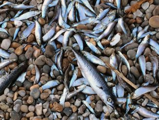 dead fish