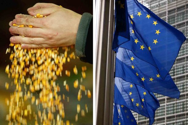 Genetically Modified