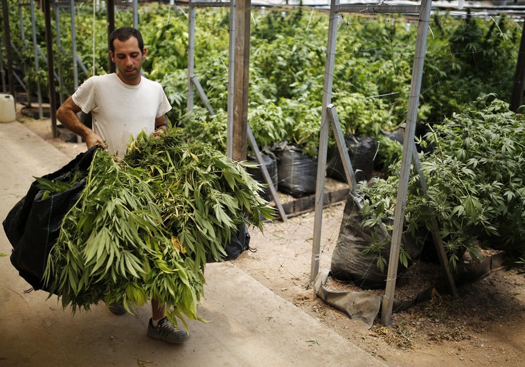Is Iran about to legalise cannabis?