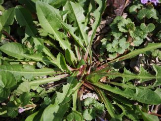 Could the dandelion root be the cure for cancer?