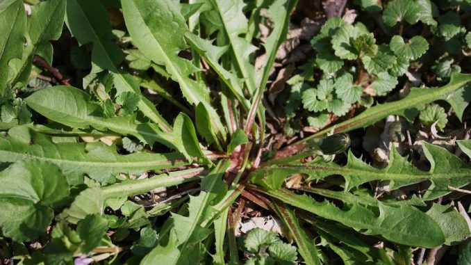 Could the dandelion root be the cure for cancer?