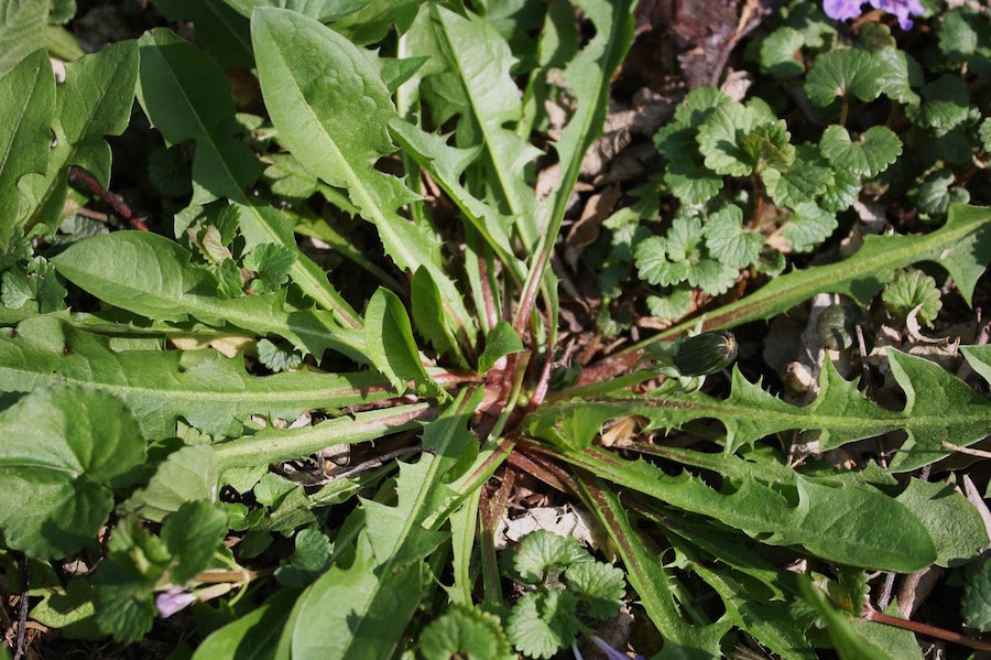 Could the dandelion root be the cure for cancer?