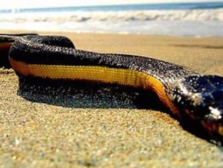 Deadly snakes washing ashore in California
