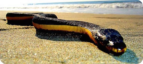 Deadly snakes washing ashore in California