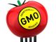 GMO