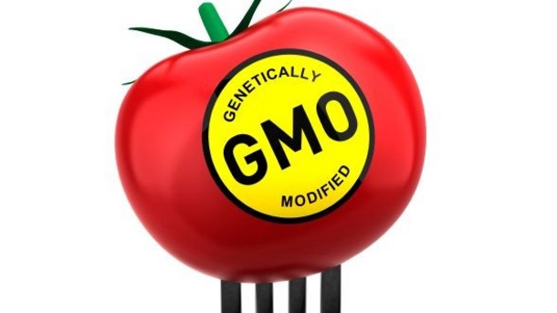 GMO