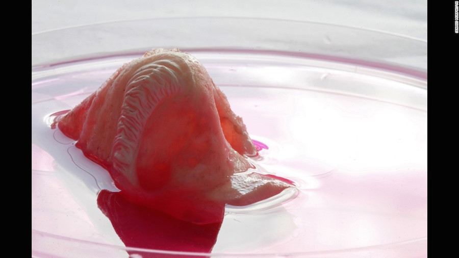 Scientists manage to grow a mini human brain