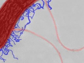 New life-form discovered on Earth that lives off of pure energy