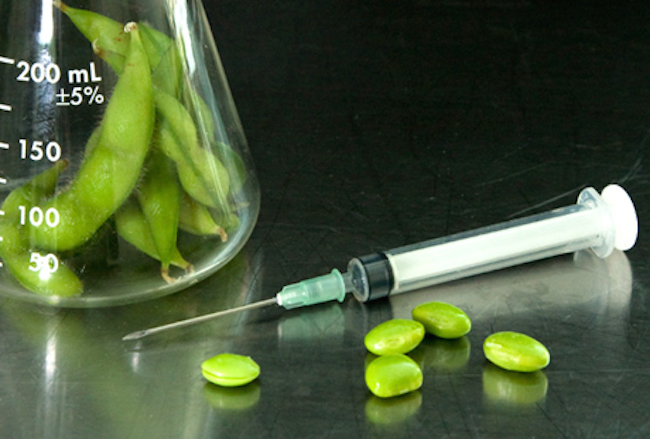 Study shows that GM corn stunts the growth of children