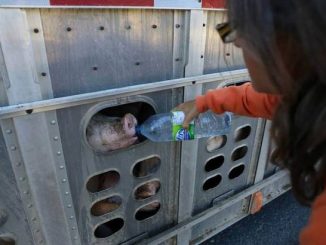 thirsty pigs