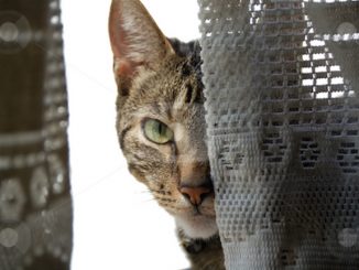 A new study says that cats actually want to kill their owners