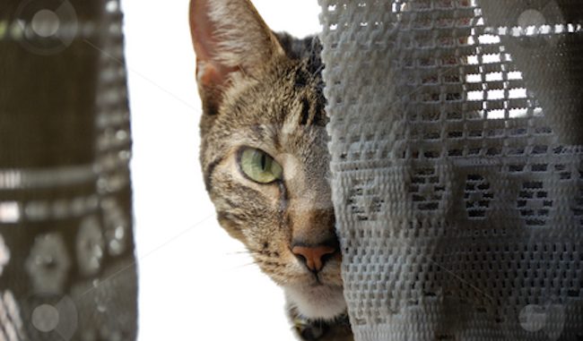 A new study says that cats actually want to kill their owners