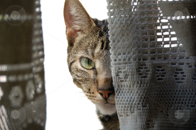 A new study says that cats actually want to kill their owners