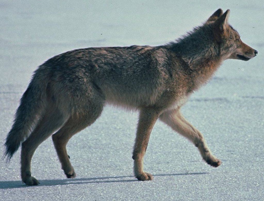 Coywolf