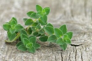 oregano