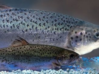 genetically modified