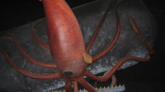 giant architeuthis squid