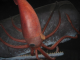 giant architeuthis squid