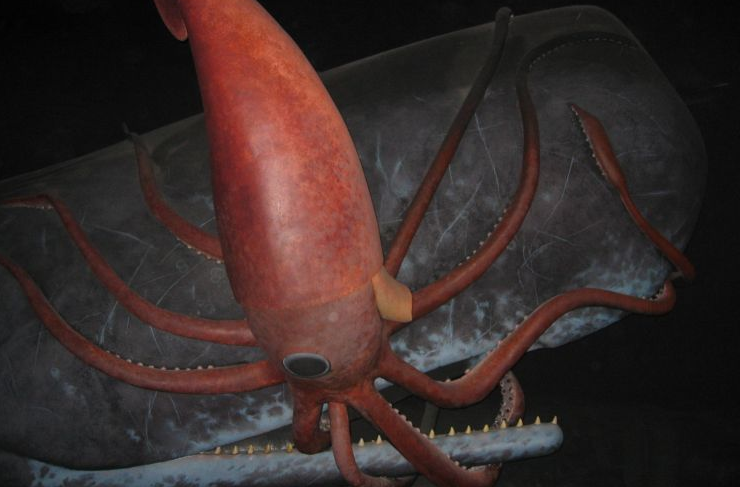 giant architeuthis squid