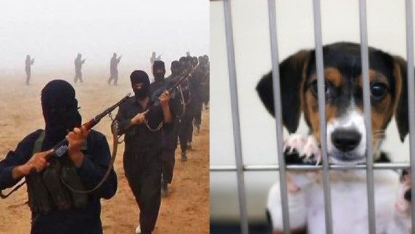 ISIS issues fatwa to kill all American puppies and dogs