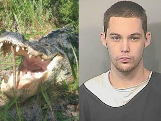 alligator