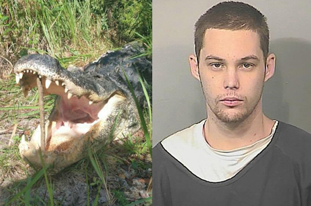 alligator