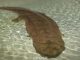 chinese giant salamander