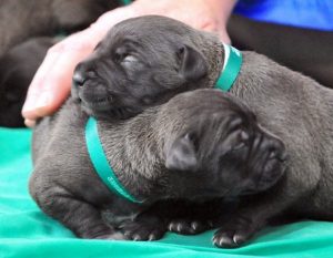 Clones of a US woman’s late beloved former pitbull terrier are on display at the Seoul National University animal hospital in Seoul August 5, 2008. — AFP pic