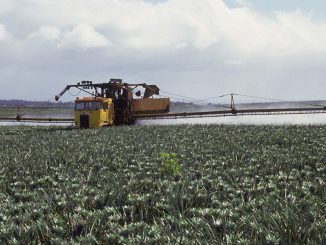Pesticide use on pineapple's have caused Parkinson's disease in people who consumed them, scientists say