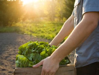 Vegetarians are officially more damaging to the environment and the battle against climate change than meat-eaters