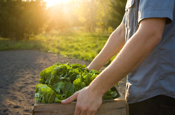 Vegetarians are officially more damaging to the environment and the battle against climate change than meat-eaters