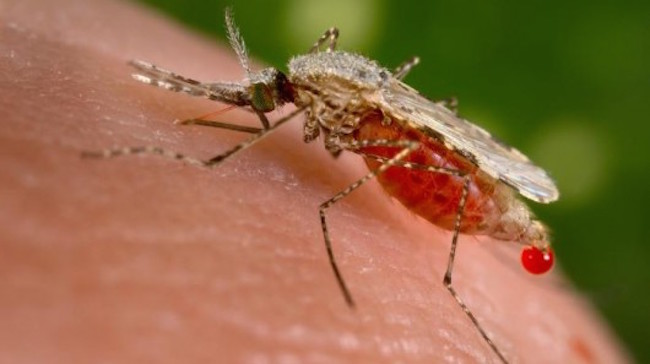 GM mosquitoes released in Brazil last year may be responsible for the recent Zika virus outbreak