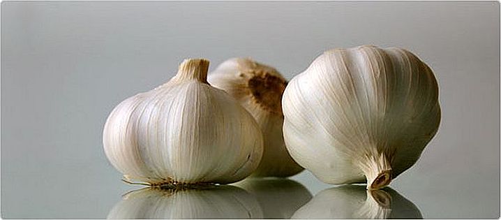 Garlic