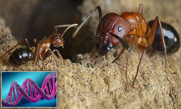 Scientists develop drug to reprogram brains in ants