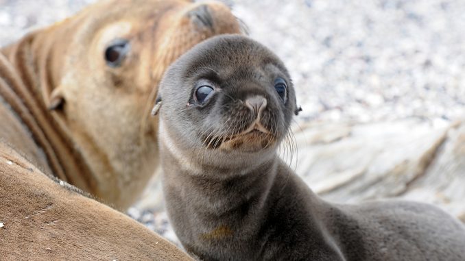 sea lions