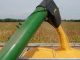 Russia bans American corn and soybeans, calling them 'unfit for human consumption'