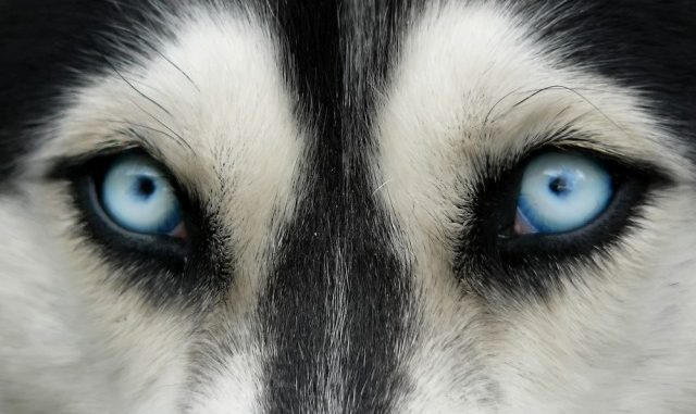 Dogs and other primates are able to see magnetic waves, scientists reveal