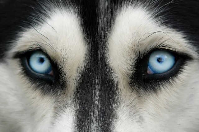 Dogs and other primates are able to see magnetic waves, scientists reveal