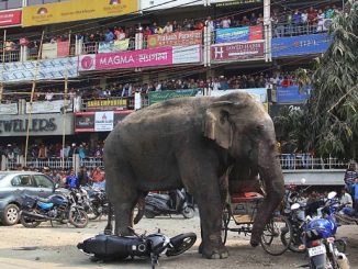 elephant