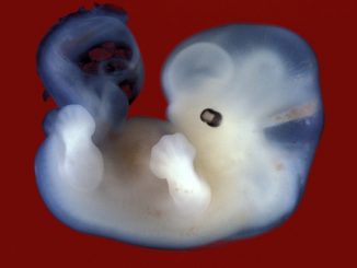 Scientists in the UK have been given the go-ahead to work on genetically modified embryo's