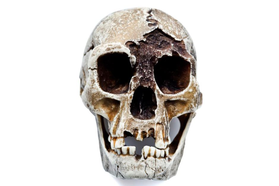 Mysterious hobbit-like species found on Flores island