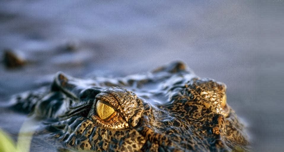 crocodile