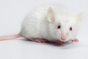 White-mouse
